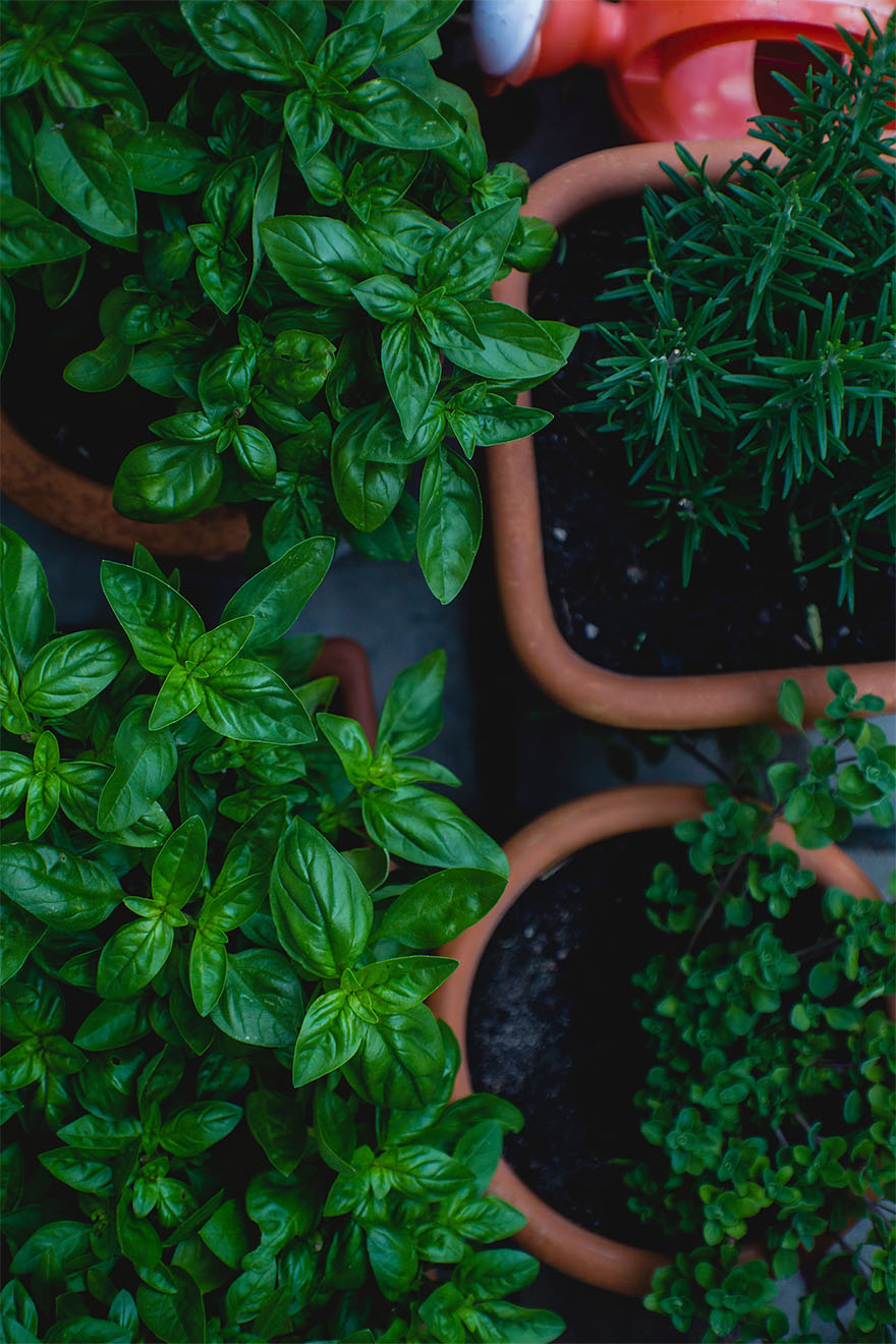 potted-plants-garden-green